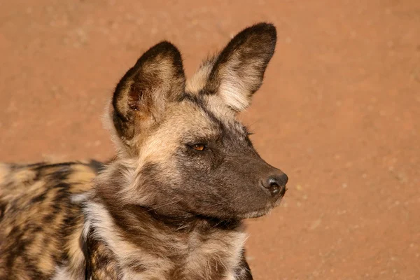 Perro salvaje africano —  Fotos de Stock