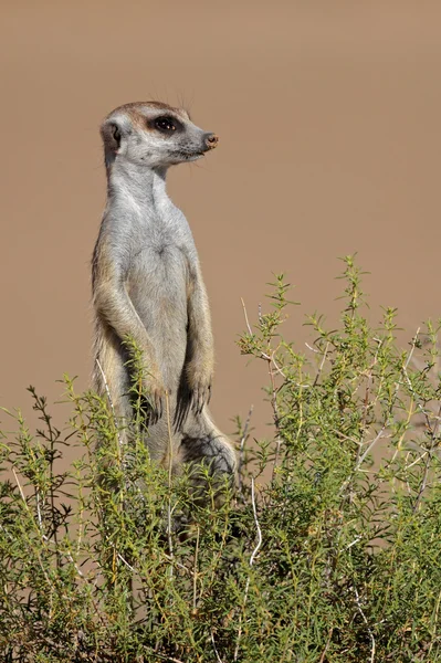 Προειδοποίησης meerkat — Φωτογραφία Αρχείου