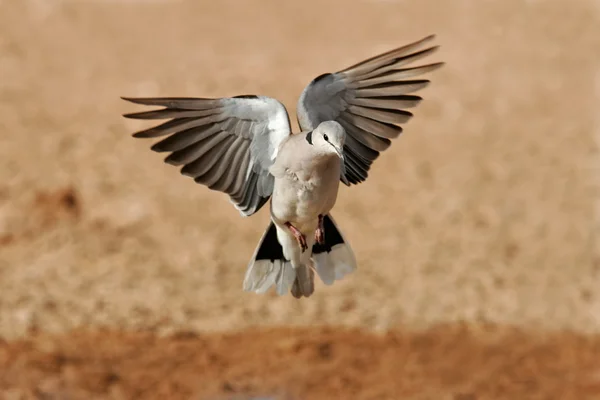 Cape turtle dove in flight — Stock Photo, Image