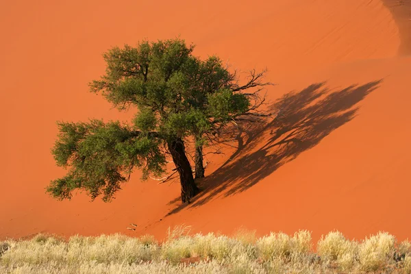 沙丘，树和草 — 图库照片