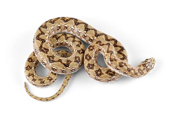 Dwarf beaked snake — Stock Photo, Image