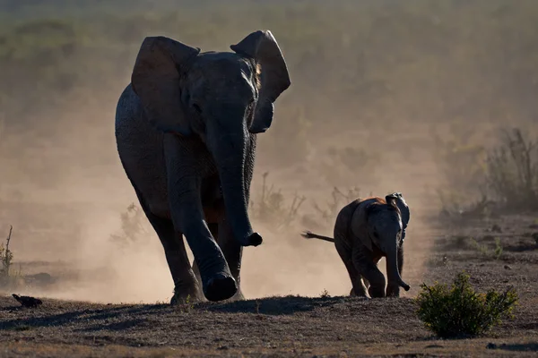 Elefanter i støv - Stock-foto