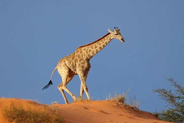 Giraffe on sand dune — Stok fotoğraf
