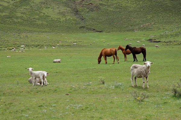 Grazing horses and sheep — Stock Photo, Image