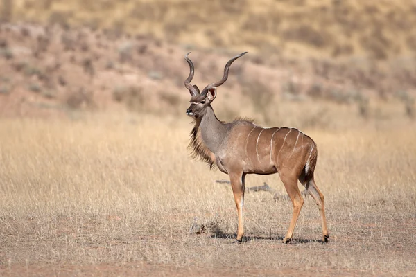 Antílope Kudu — Fotografia de Stock