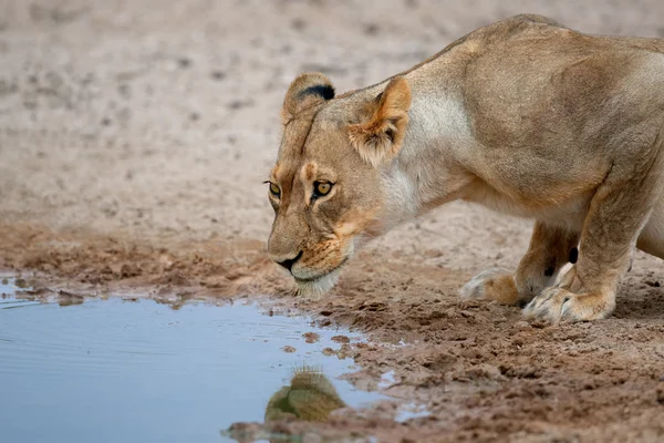 Iszik nőstény oroszlán — Stock Fotó