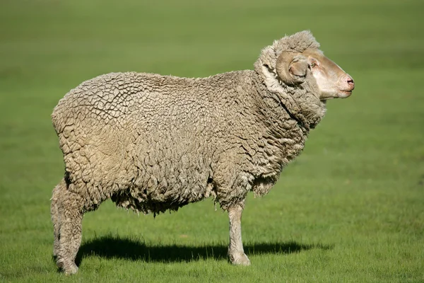 Merino schapen — Stockfoto
