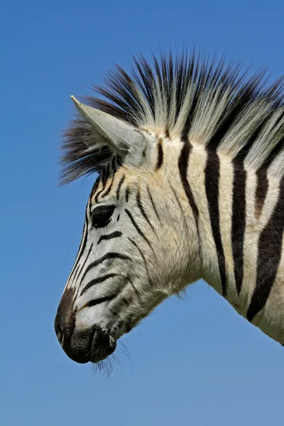 Plains zebra portret — Zdjęcie stockowe