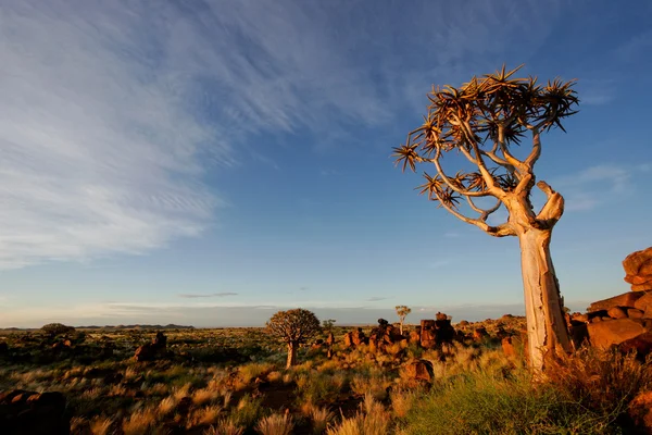 Quiver tree landschap — Stockfoto