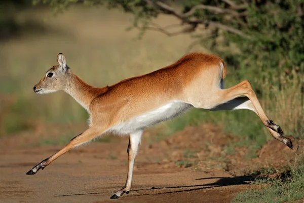 Antilope lechwe rossa in esecuzione — Foto Stock
