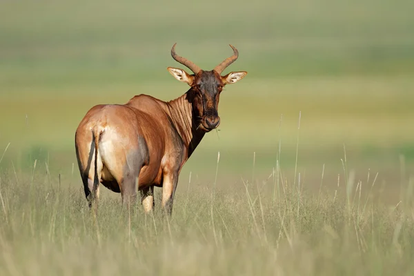 Tsessebe antilope — Foto Stock