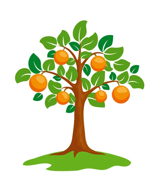 Orangenbaum — Stockvektor