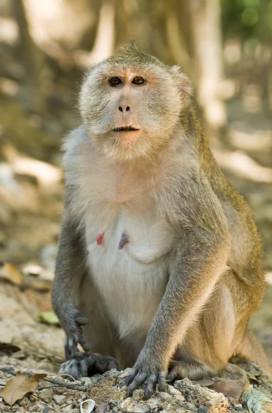 Makaak monkey in Cambodja — Stockfoto