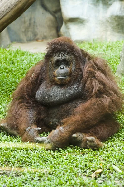 Orangutan istuu nurmikolla — kuvapankkivalokuva