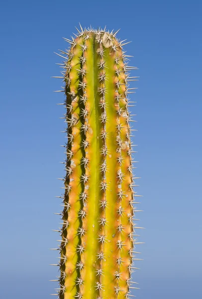 Kaktus nad niebieski niebo — Zdjęcie stockowe