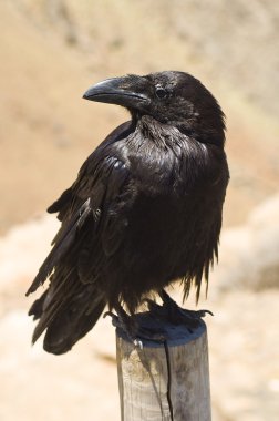 Crow clipart