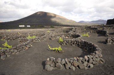 lanzarote, Kanarya Adaları, bağ