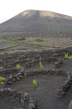 lanzarote, Kanarya Adaları, bağ