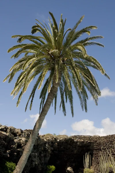 stock image Palm over blue sky