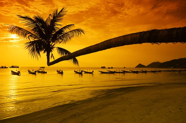 Palmiye ve tekne tropik sahilde günbatımı — Stok fotoğraf