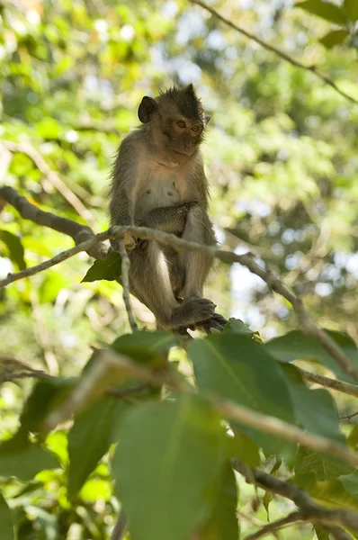 Makaak monkey in Cambodja — Stockfoto