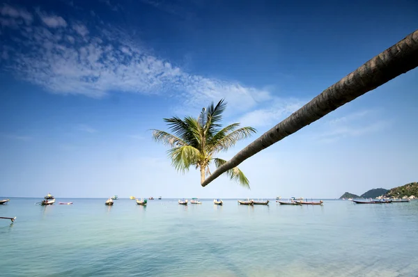 Palm and boats on tropical beach — Stock Photo, Image
