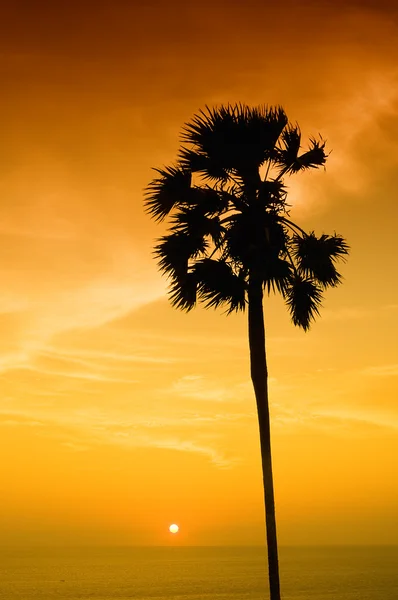 Sunset with palm — Stock Photo, Image