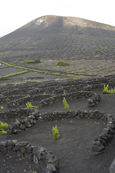 Виноградник в Лансароте, Канарские острова — стоковое фото