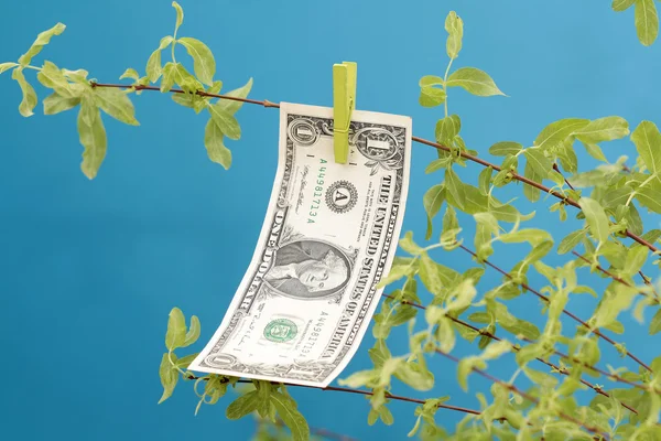 Árvore do dinheiro do dólar — Fotografia de Stock
