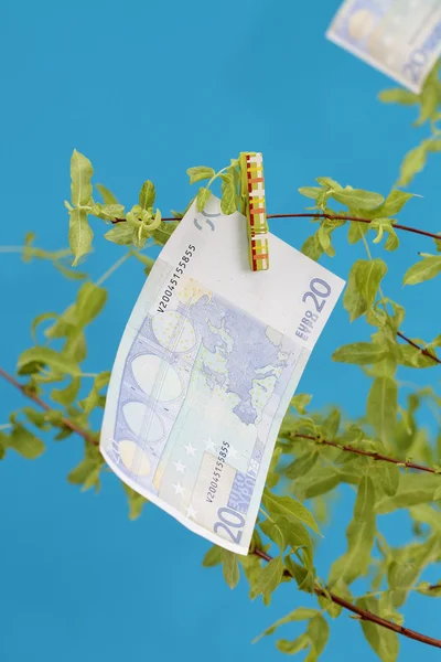 欧元的钱树 — 图库照片