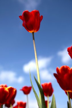 Close-up van een veld met rode tulpen