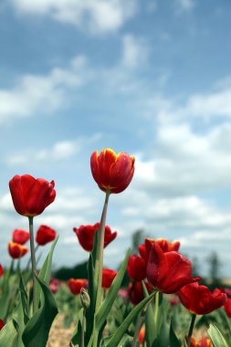 Close-up van een veld met rode tulpen