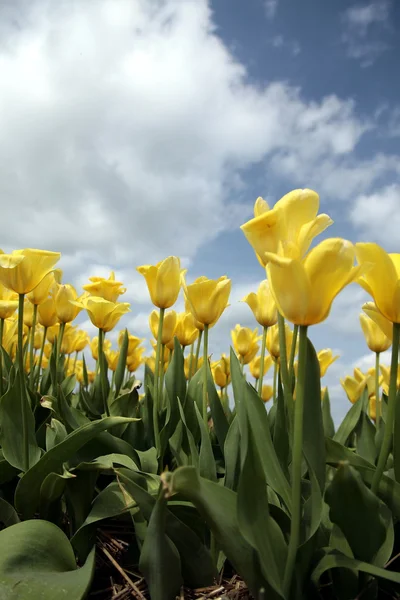 Bliska pola z żółtych tulipanów — Zdjęcie stockowe
