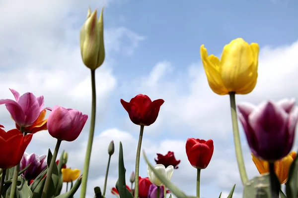 Smukke tulipaner - Stock-foto