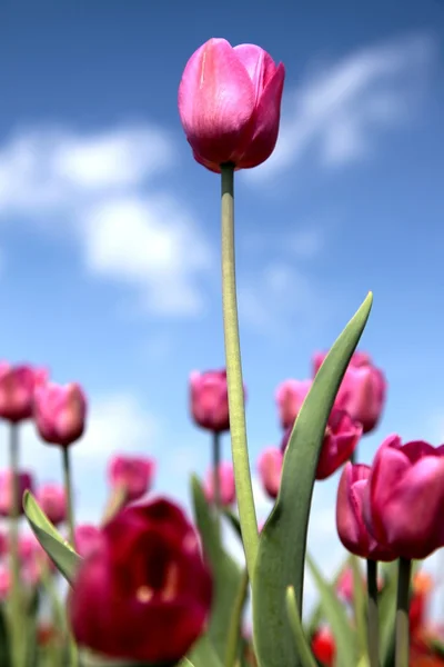 Close-up van een veld met paarse tulpen — Stockfoto