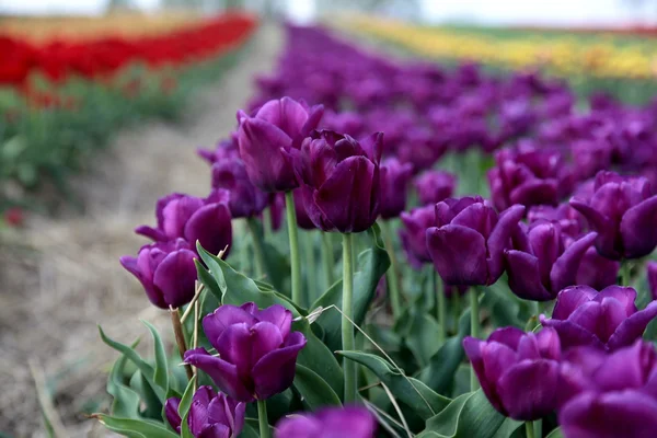 Beauriful fioletowe tulipany — Zdjęcie stockowe