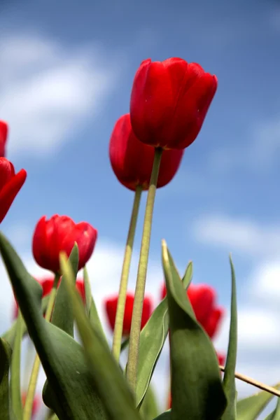 Nahaufnahme einer roten Tulpe — Stockfoto