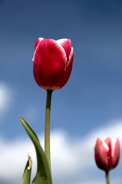 Czerwony tulipan z bliska — Zdjęcie stockowe