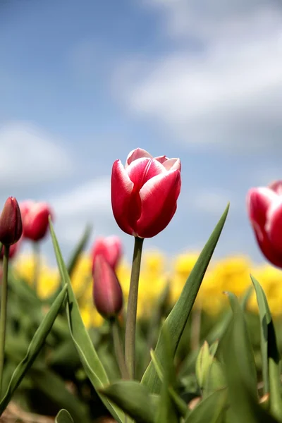 Wiosenne kwiaty i błękitne niebo — Zdjęcie stockowe