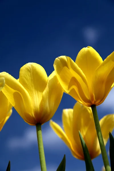 Piękne żółte tulipany. — Zdjęcie stockowe