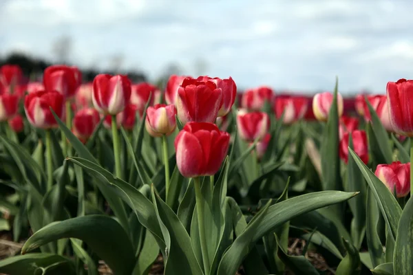 Piękne tulipany z błękitnego nieba — Zdjęcie stockowe