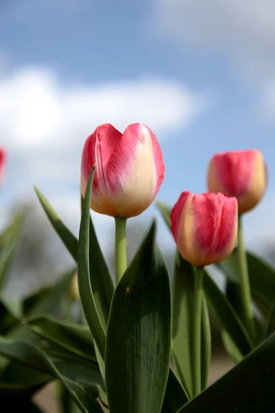 Primo piano di un bellissimo tulipano — Foto Stock