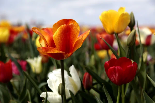 Smukke tulipaner - Stock-foto