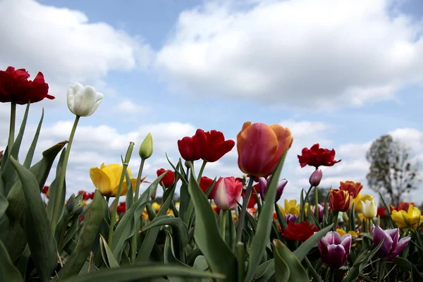 Frühlingsblumen und blauer Himmel — Stockfoto