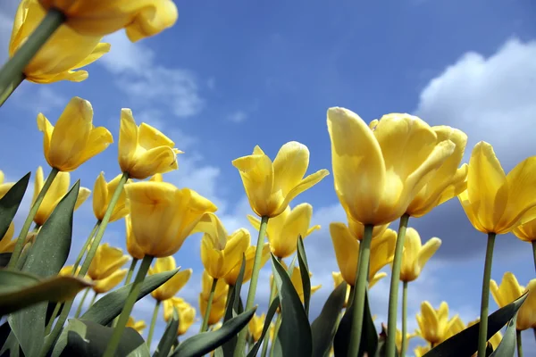 Tæt på et felt med gule tulipaner - Stock-foto
