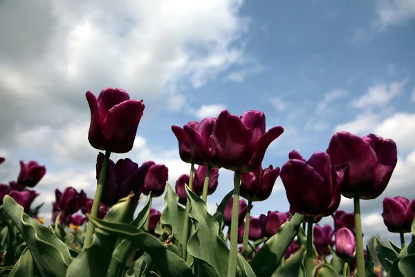 Lilla tulipaner - Stock-foto