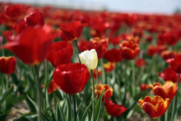 Rød tulipanfelt - Stock-foto