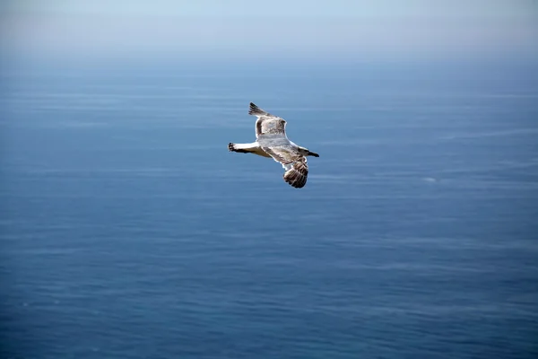 飛んでいる鳥 — ストック写真