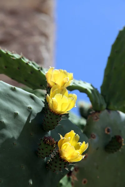 Cactus Flowers — Stock Photo, Image