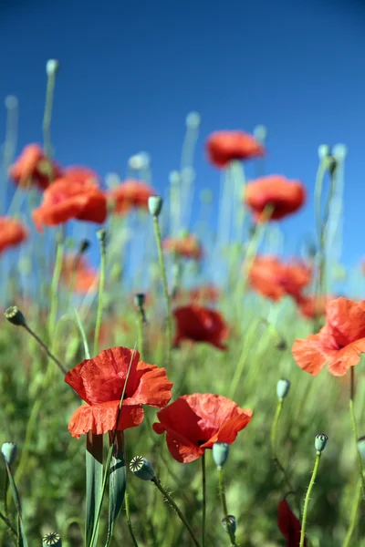 Sommerfeld der roten Blumen Stockbild